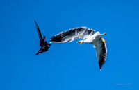 Yellow-footed Gull, Raven