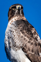 Hawk portrait