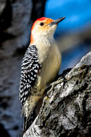 Red-bellied Woodpecker, Lincoln, NE