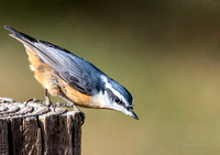 Red-breasted Nuthatch, Lincoln, NE