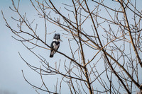 Belted Kingfisher, Lincoln, NE