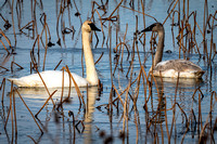 Trumpter Swans, Loess Hills NWR