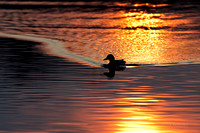 Mallard at sunrise, Holmes Lake Park