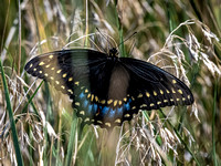 Swallowtail, Cheyenne Bottoms, KS