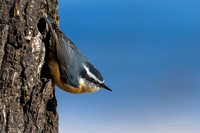 Red-bellied Nuthatch, Holmes Lake Park