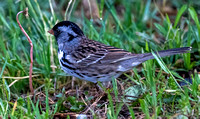 Harris Sparrow, Cottontail Lake