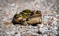 Frog, Cheyenne Bottoms, KS