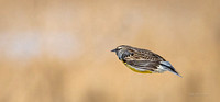 Meadowlark in flight.