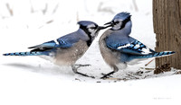 Blue Jays in dust up on snowy day.