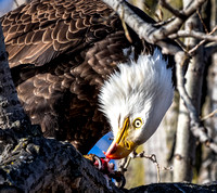 Bald Eagle, Pawnee Lake State Park