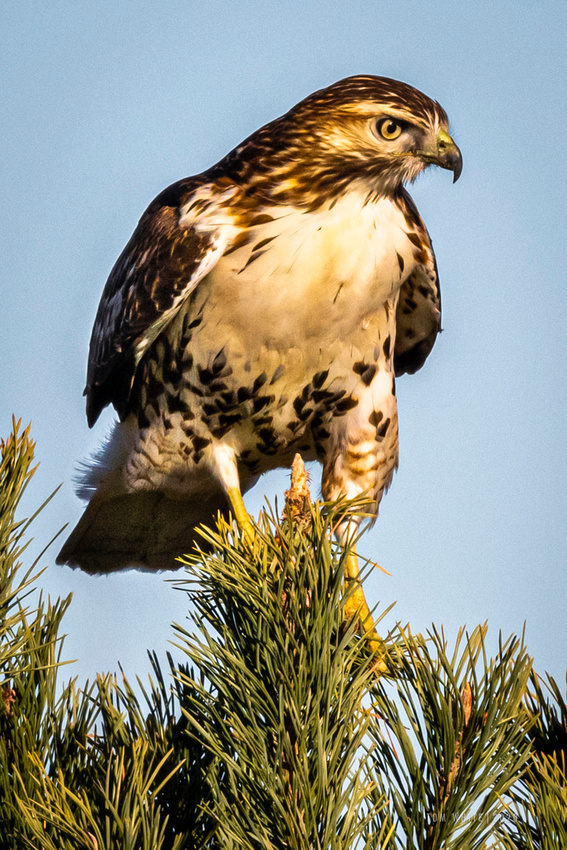 Red-tailed Hawk, Branched Oak State Park